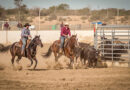 Le Team penning